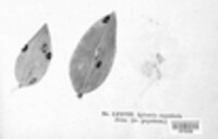 Venturia macularis image